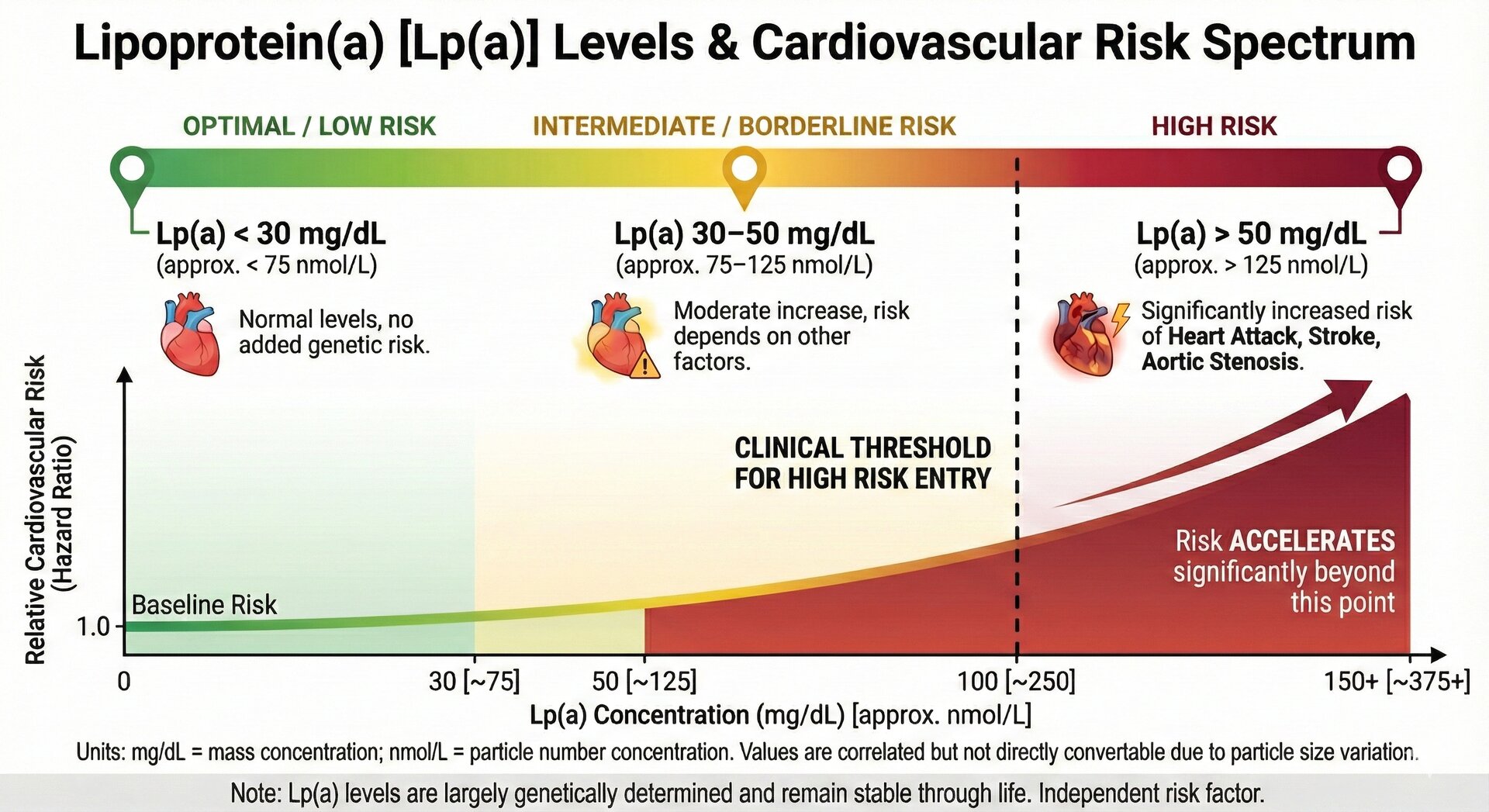 Atherosclerosis Mechanism